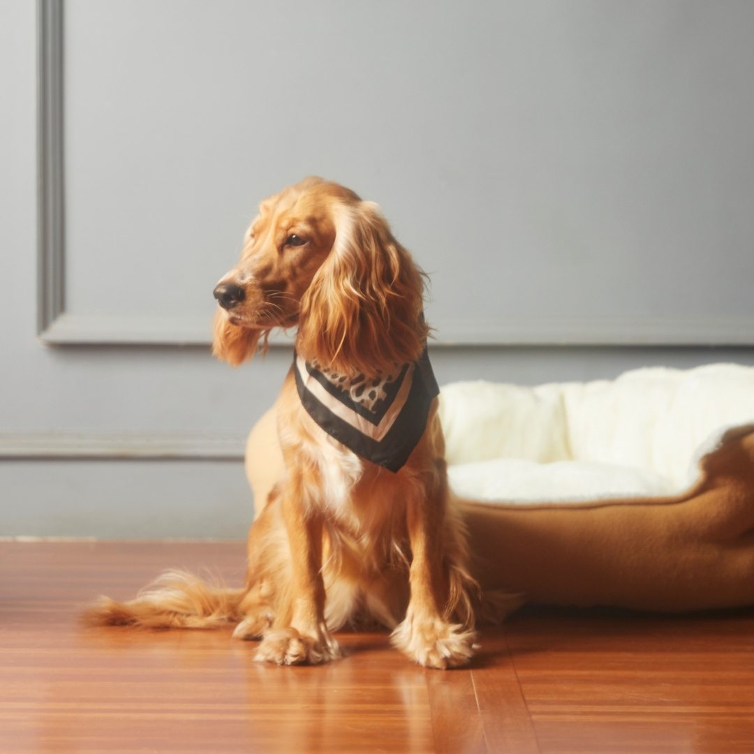 Benefits of Choosing Ojala Family Pet Care for Surgery