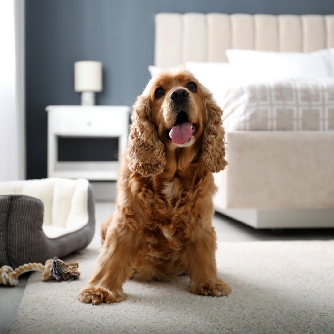 Comprehensive Surgical Services for Pets