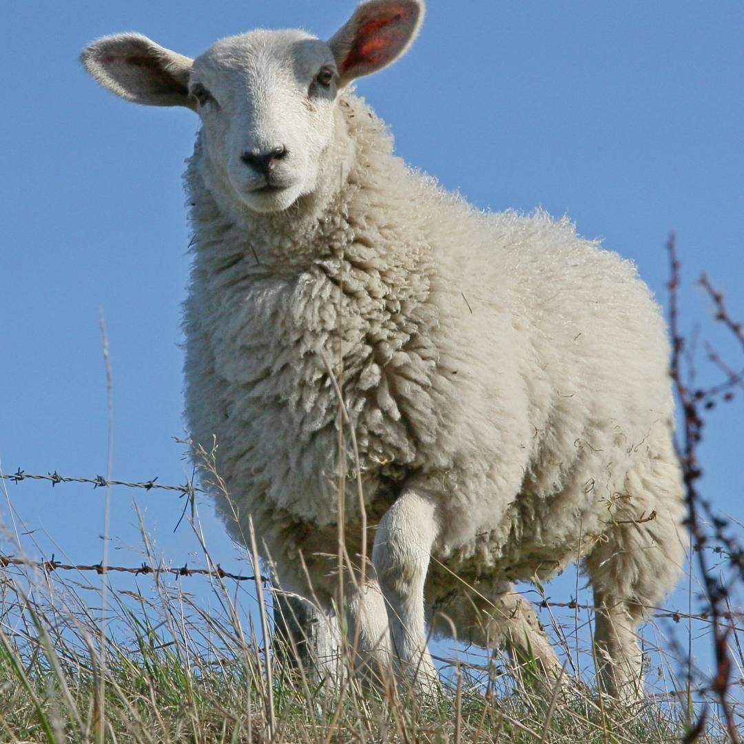 Farm animals ojala family pet care