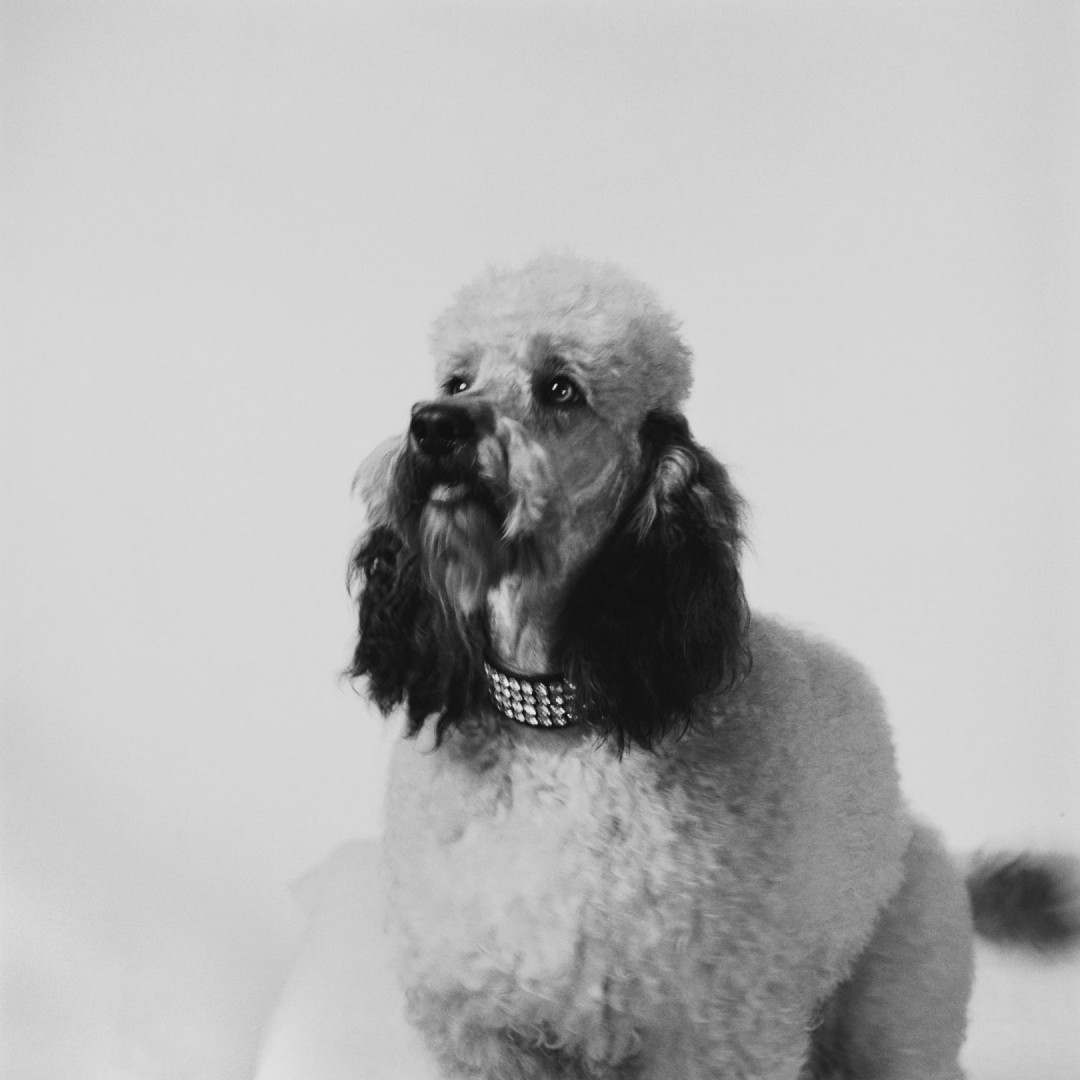 Our Veterinary Dental Services