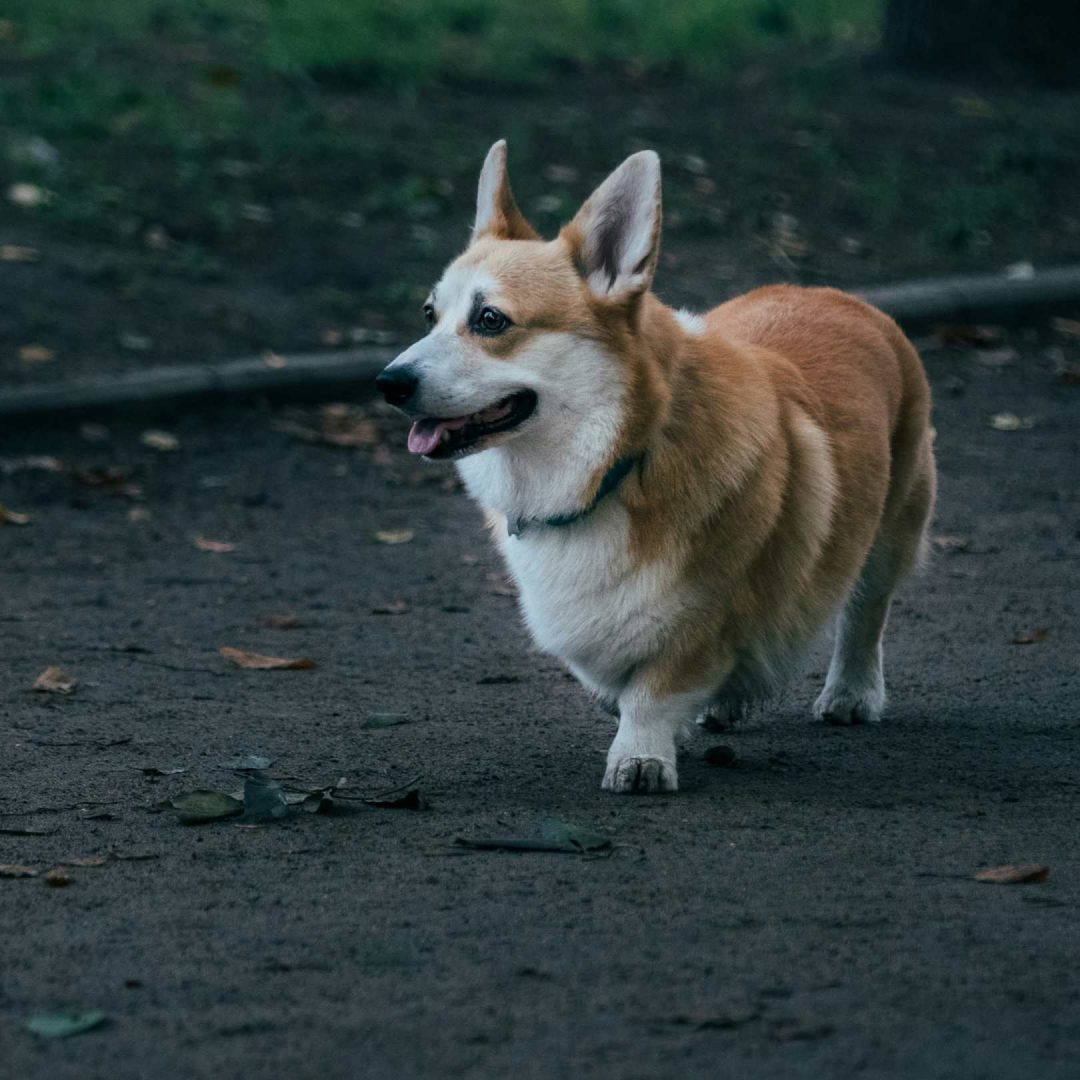 The Benefits of Choosing Ojala Family Pet Care