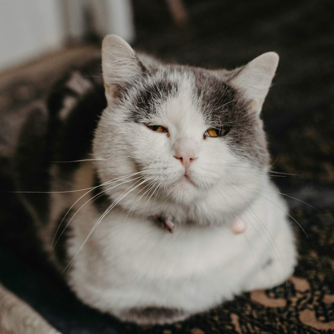 Vaccinations Essential Protection for Pets