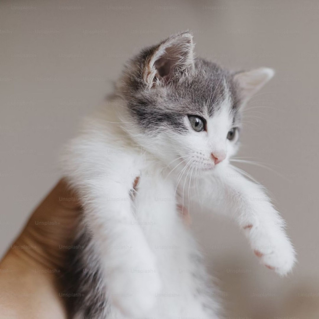 Wellness Exams Your Pet’s First Line of Defense