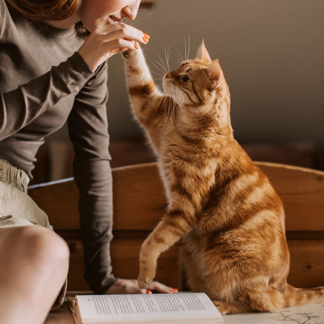 What Is End-of-Life Care for Pets
