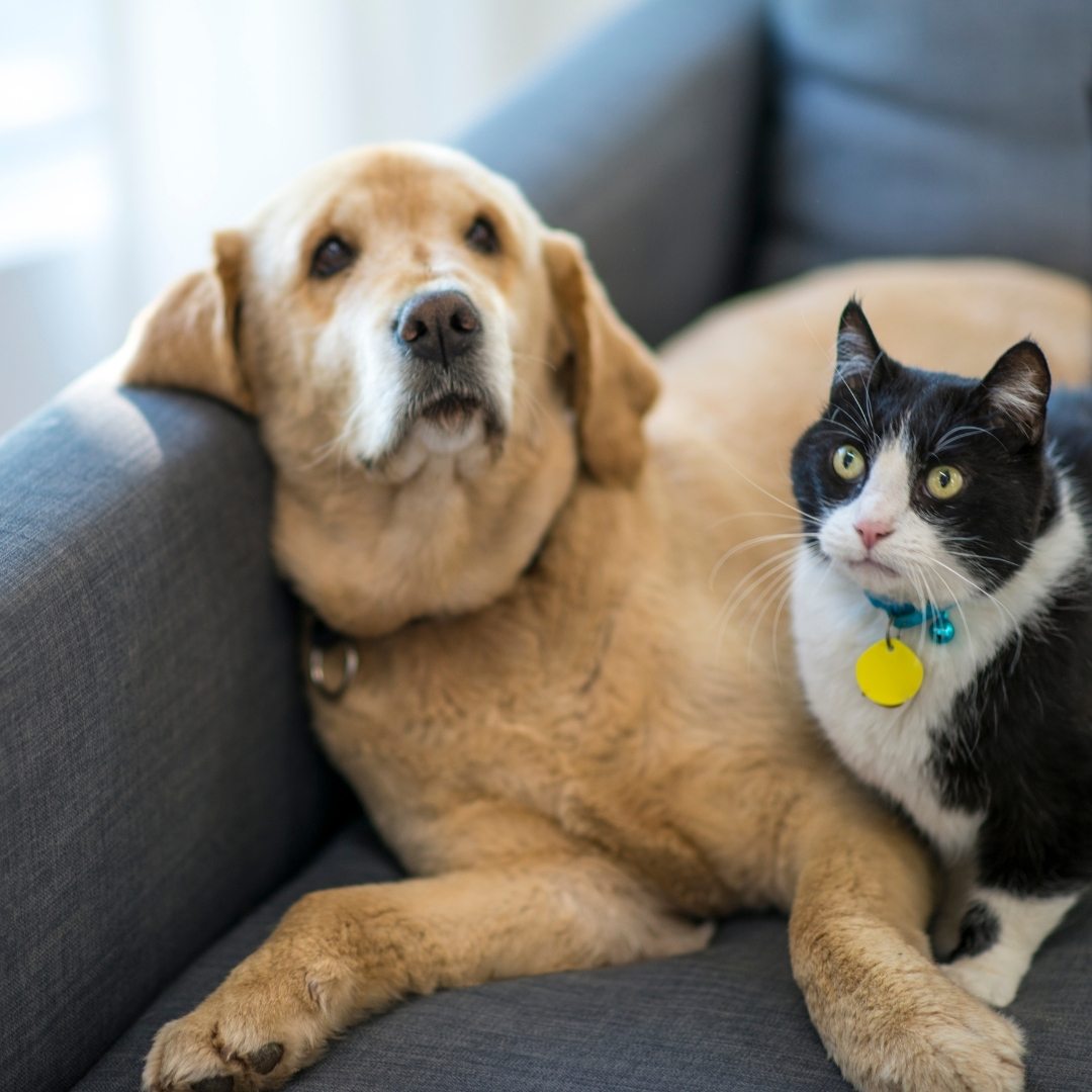 What to Expect During Your Pet’s Surgery