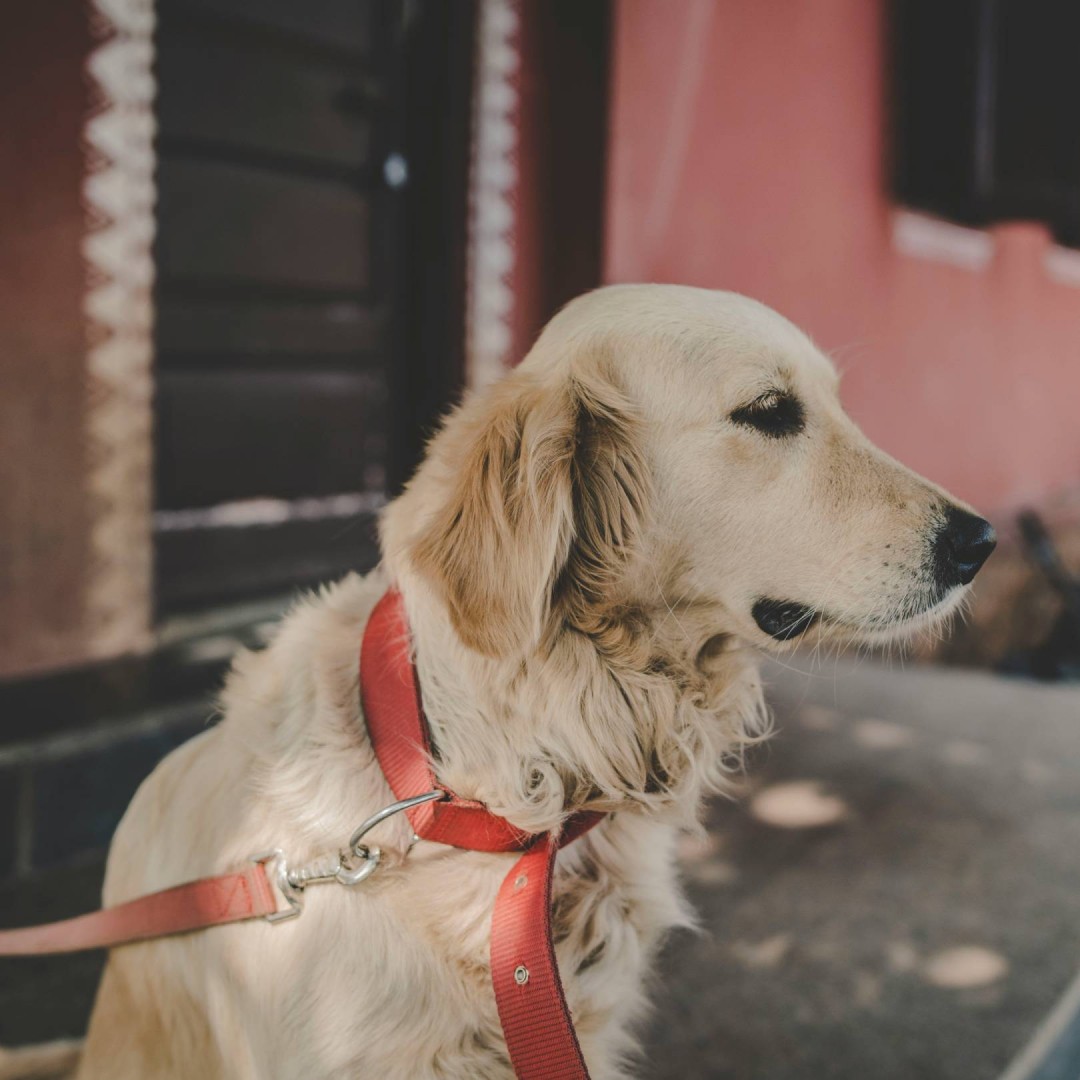 What to Expect During Your Pet’s Surgery