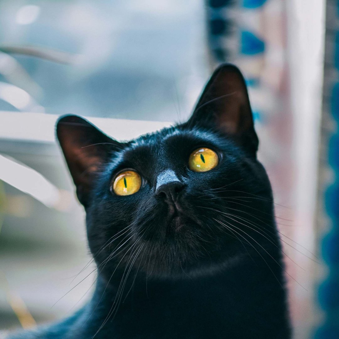 A black cat with yellow eyes