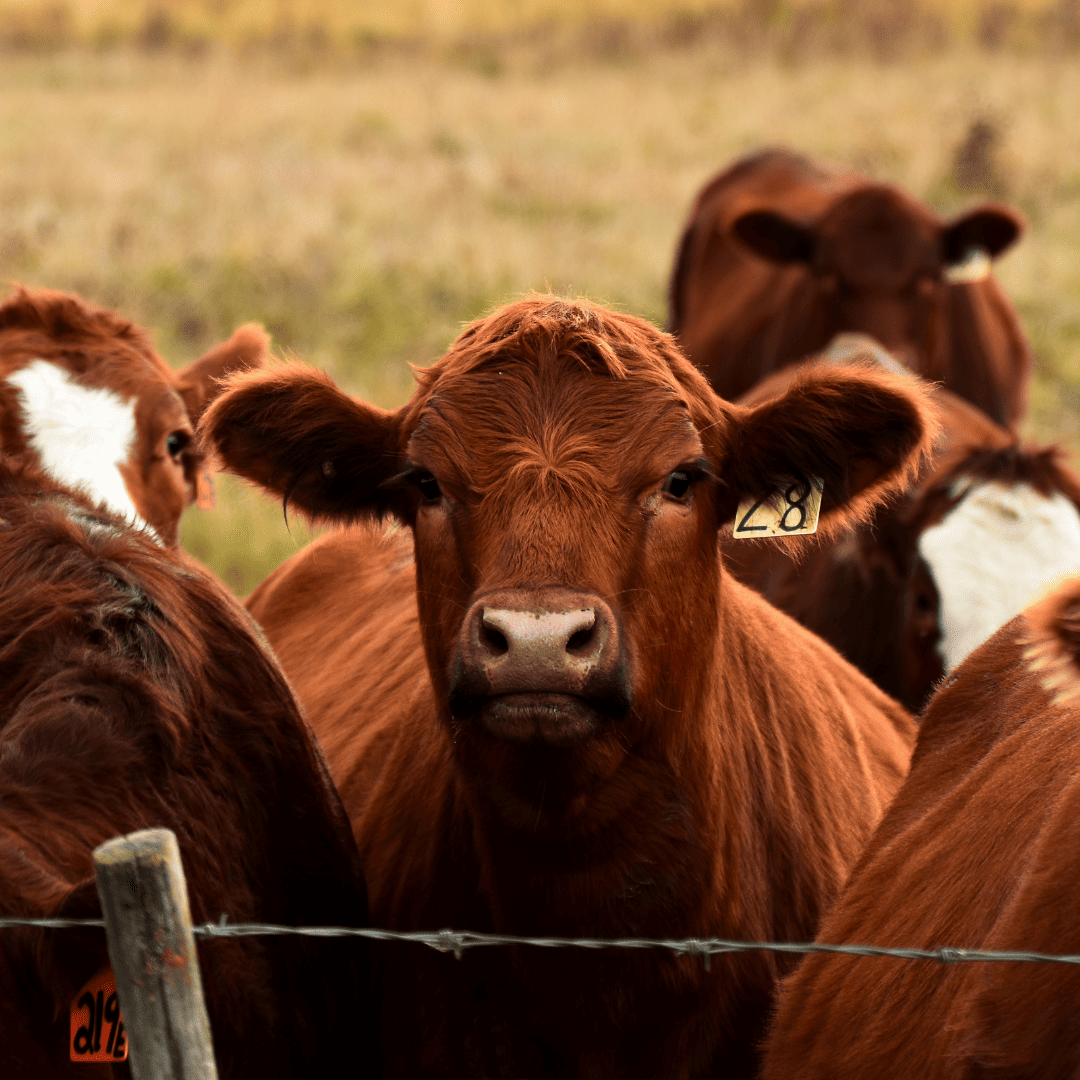 Farm Animal Services We Offer ojala family pet care