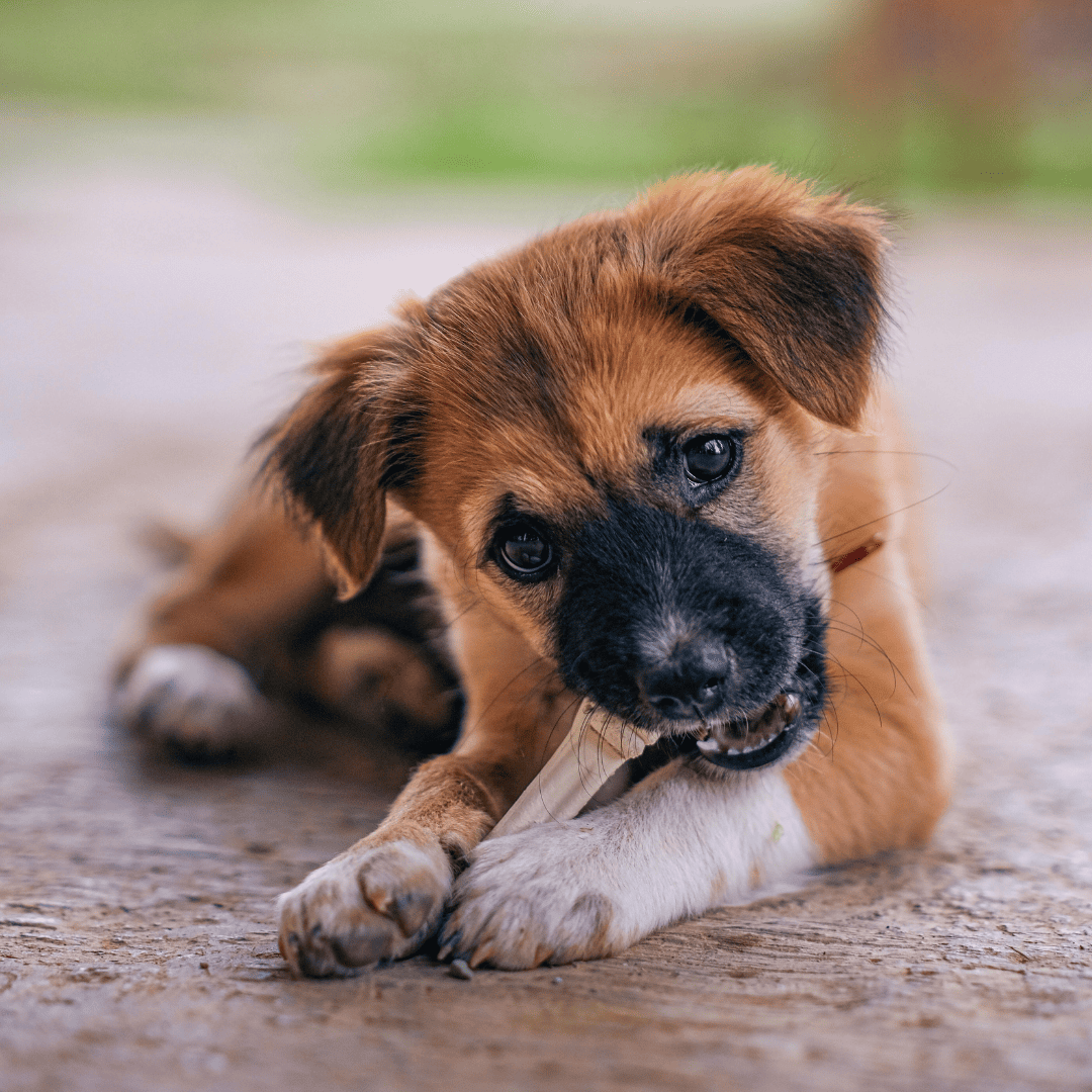 dog chewing a toy (1) Why Pet Dental Care Is So Important