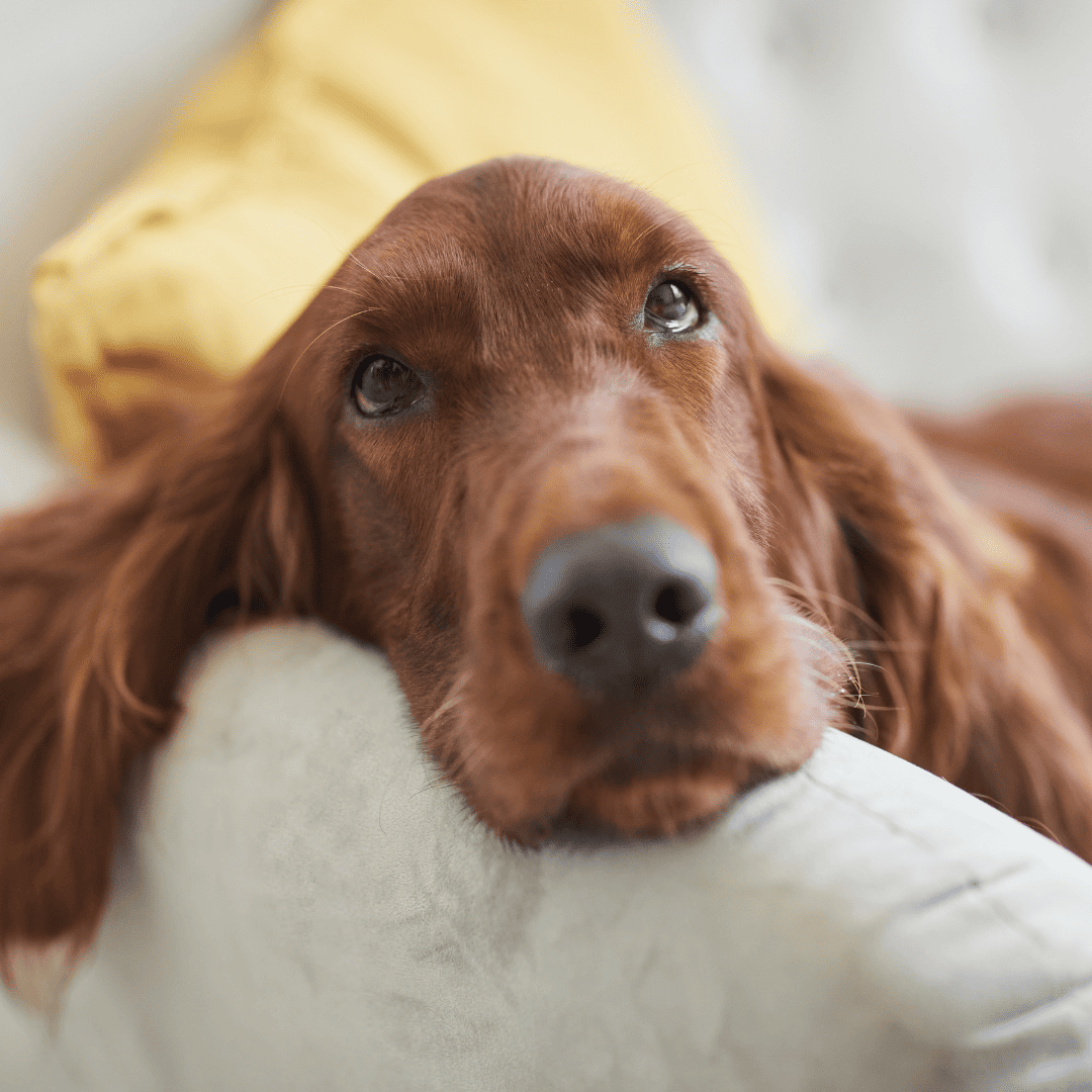 Benefits of Choosing Ojala Family Pet Care for Spay and Neuter