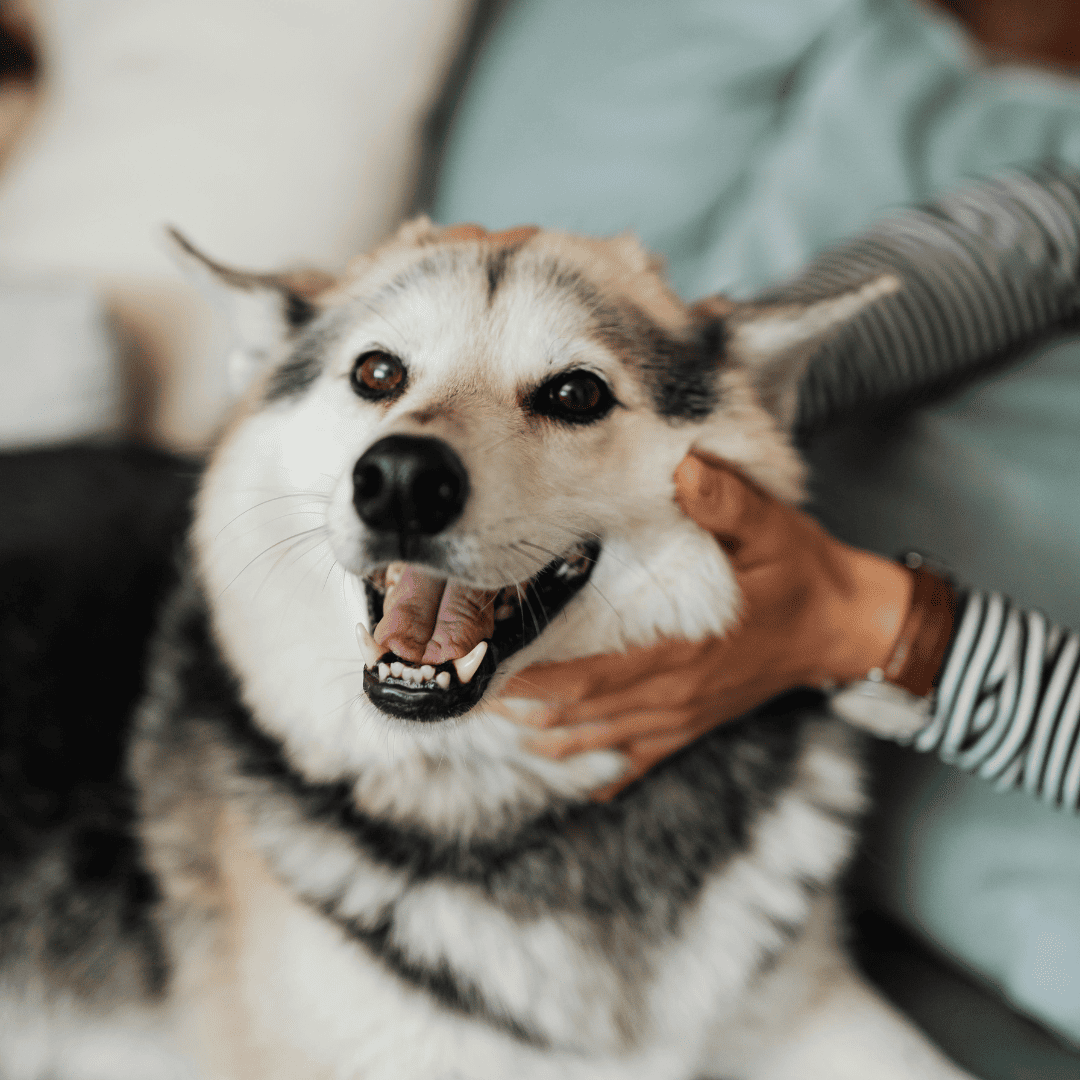 How Veterinary Diagnostics Work