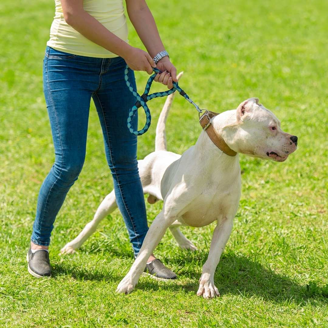 A girl holding a aggressive dog